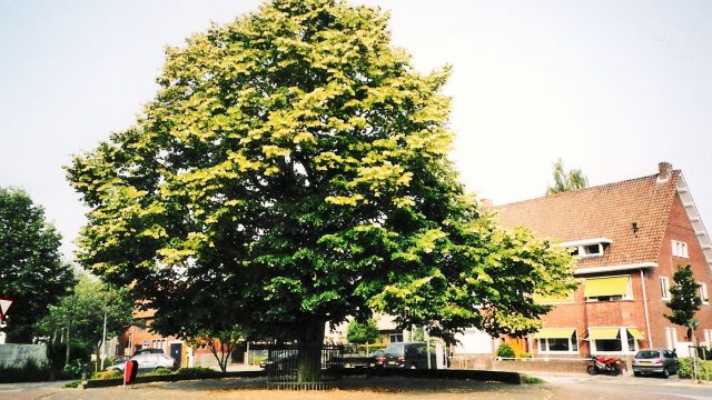 h6r2-r12 St. Franciscusweg - Herdenkingsboom