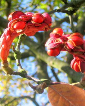 10-22-09 Vrucht van de Magnolia okt 09 002 (2)