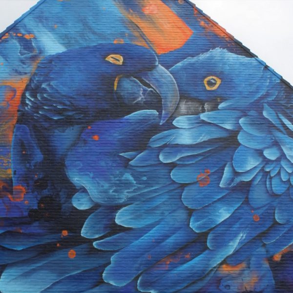 Klompstraat-muurschildering-Tropische vogels-Daniel Mac Lloyd 2019
